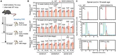 Elevation of inositol pyrophosphate IP7 in the mammalian spinal cord of amyotrophic lateral sclerosis